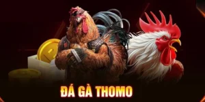 Đặt cược trận đấu kê chiến kịch tính