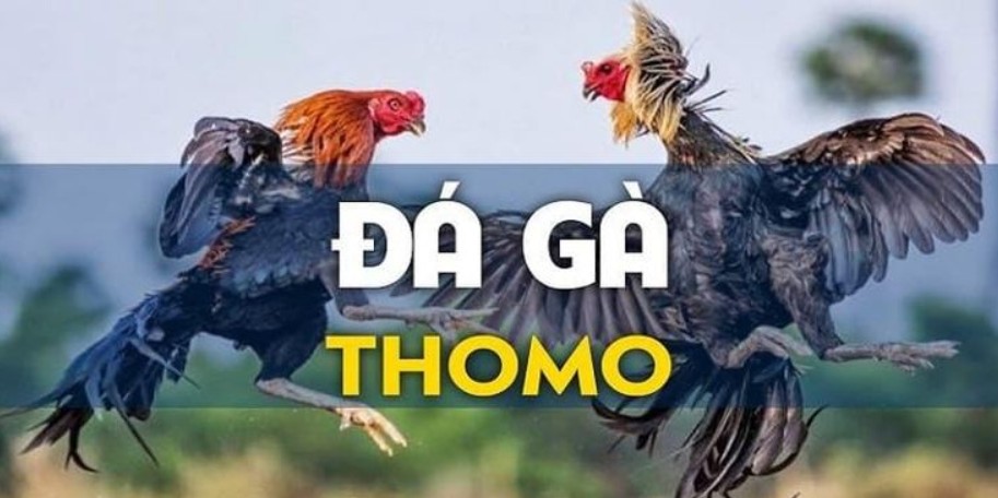 Đá Gà Thomo - Sân Chơi Cá Cược Trực Tiếp Uy Tín 789WIN Sảnh cược đá gà Thomo trực tiếp hấp dẫn