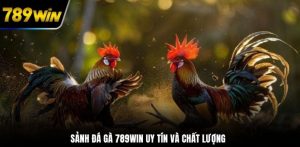 Trận đấu gà nòi Thomo đầy kịch tính