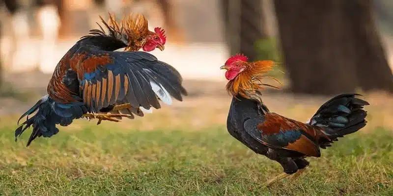 Tranh hùng tại đấu trường Thomo