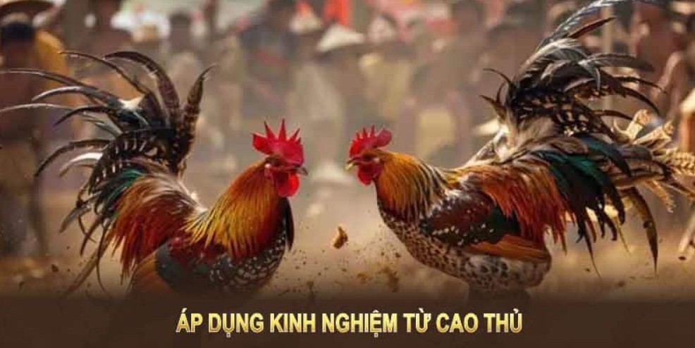 Đá Gà Thomo - Sân Chơi Cá Cược Trực Tiếp Uy Tín 789WIN Vô vàn hình thức cá cược hấp dẫn